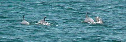 dolphins.jpg (25025 bytes)